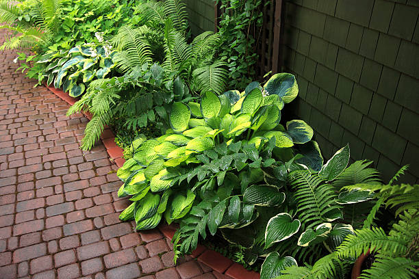 Well-arranged and beautiful shade garden
