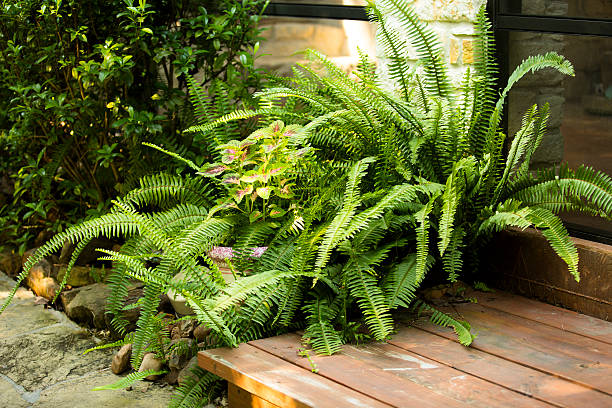 Outdoor garden with ferns growing beside porch