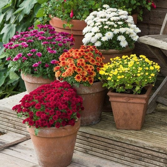 Chrysanthemums  in terracotta containers on a porch.