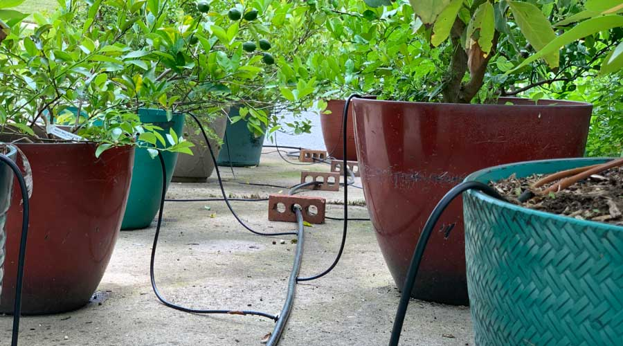 A drip irrigation line running down the center of potting plants on either side of the line.
