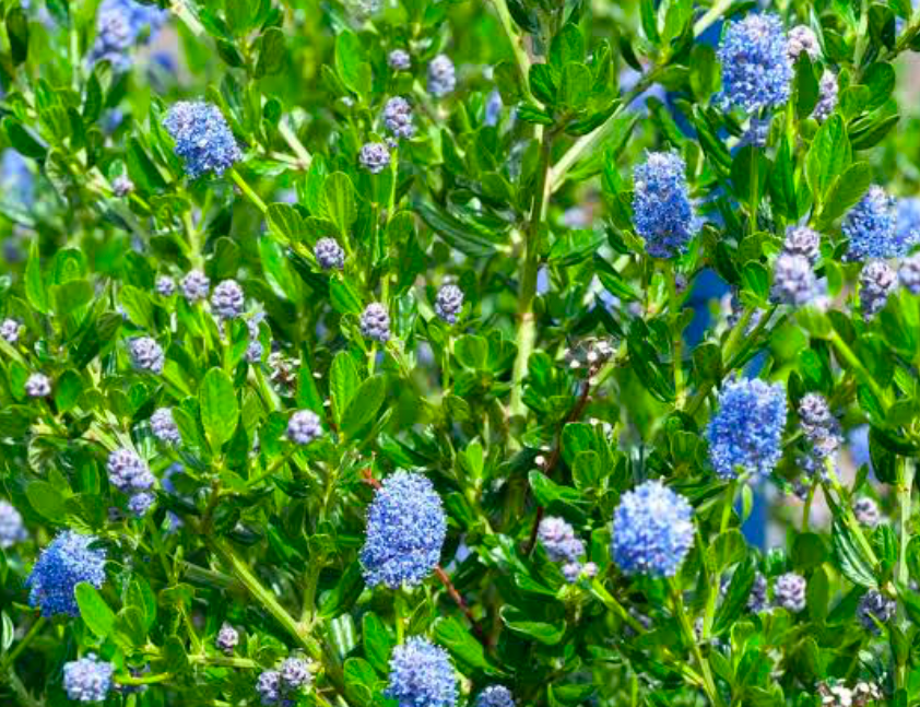 Closeup of wild lilacs.