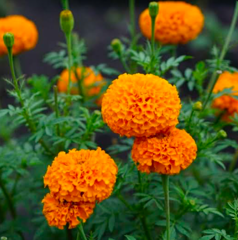 Closeup of Marigolds.