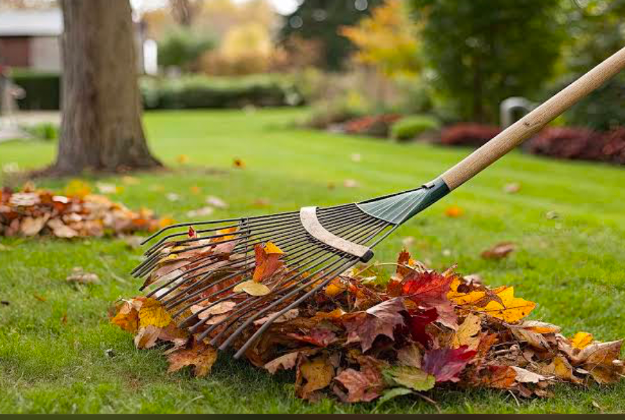 A rake clearing debris from a lawn