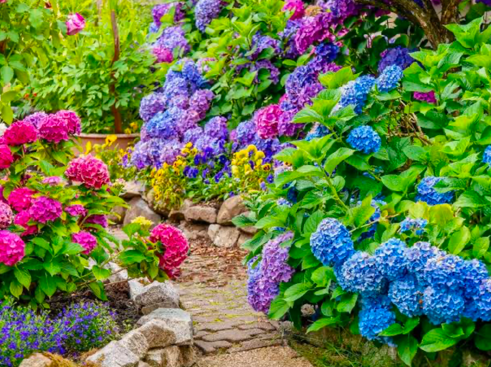 Clusters of blossoming plants.