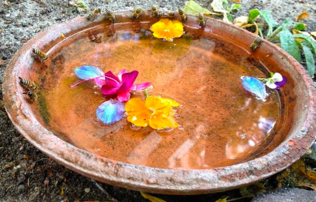 Terracotta tray of water resting on the ground with a few blossoms floating in the water the edge of which surrounded by bees drinking water.