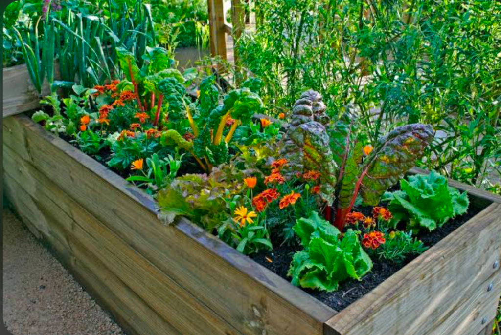 Herbs and marigolds planted together in a raised planter box.
