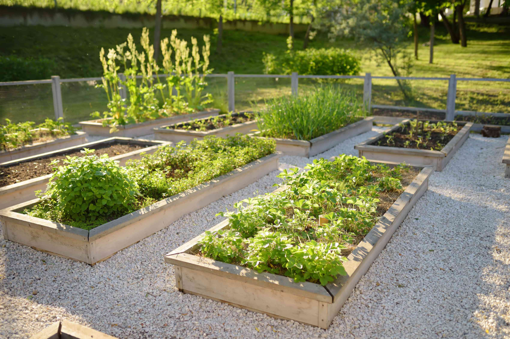 raised beds in a fenced off garden.