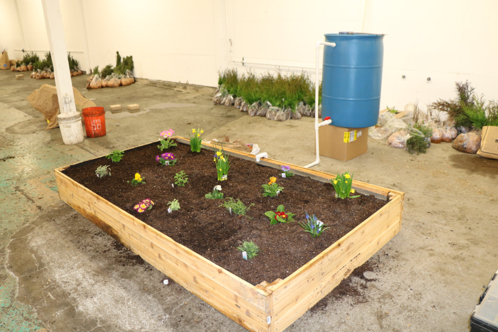 A raised bed attached to a blue rainwater barrel by a pvc pipe.