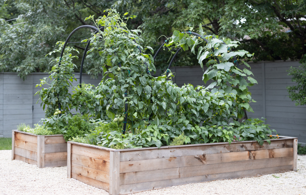 A plot of two raised beds in a backyard.