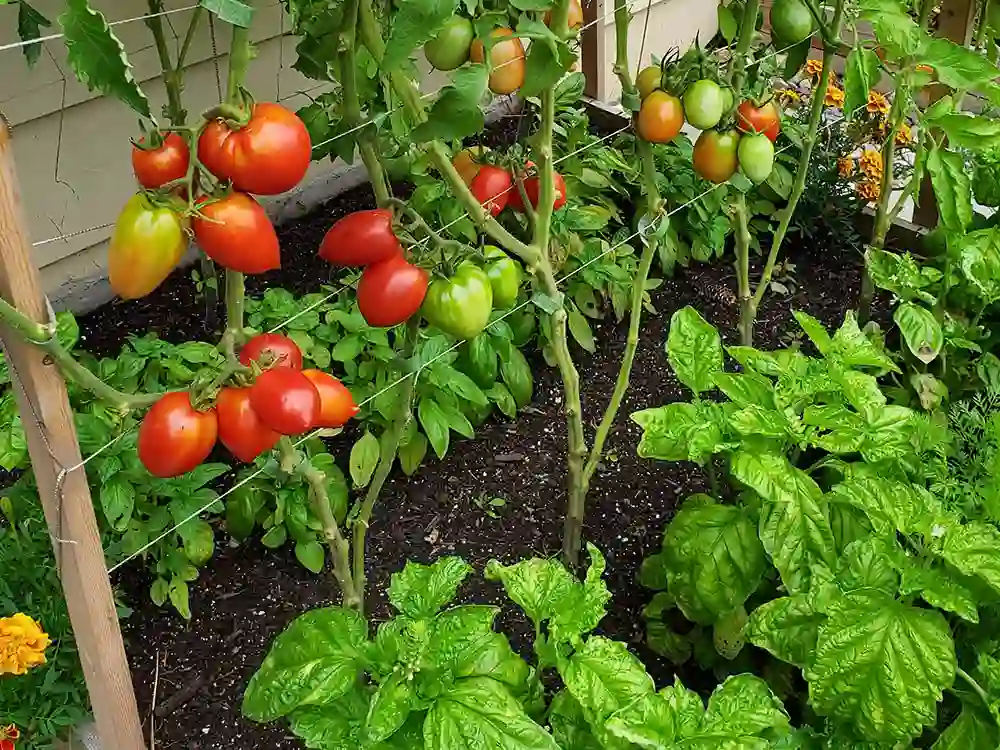 Tomatoes companion planted between rows of basil.
