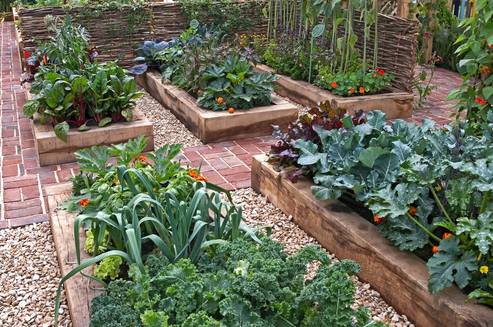 A lush garden of raised beds bursting with fruiting plants.
