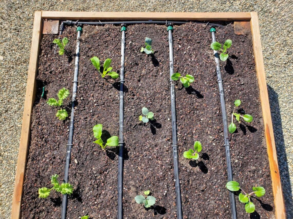 Aerial closeup of a raised garden with drip irrigation lines ran between rows of sprouting plants.