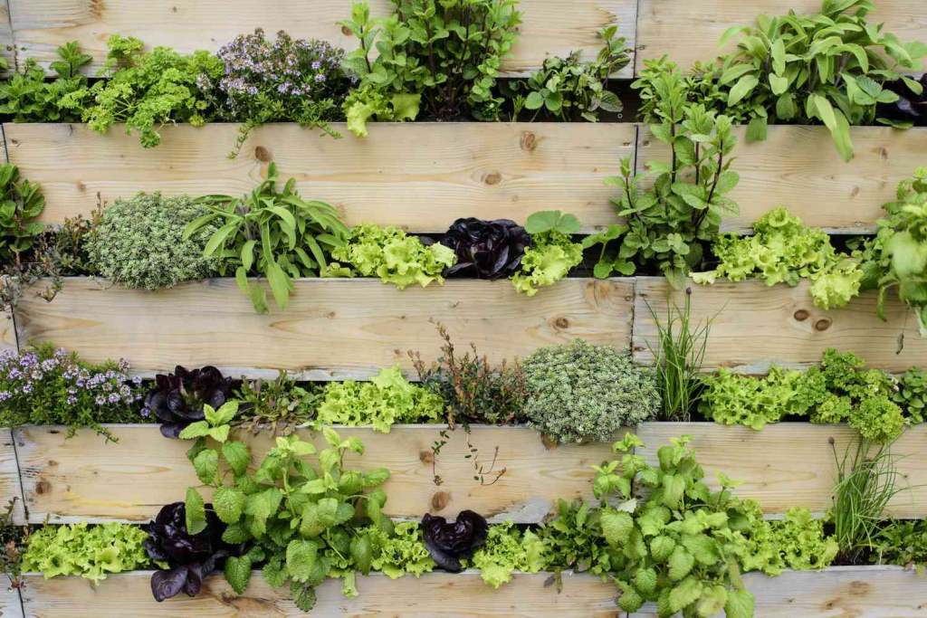 Rows of vertical planted herbs and vegetables.