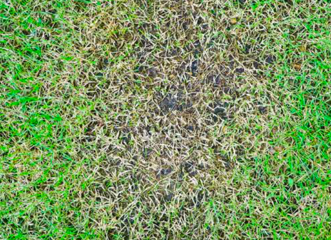 Thinning grass with a hole in the center
