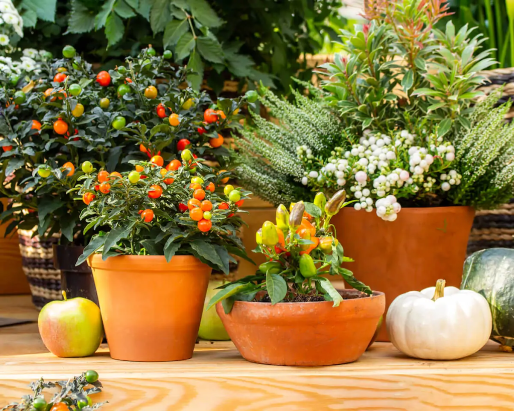 Fruiting tomatoes and bell peppers in terracotta pots alongside ornamental blossoming flowers.
