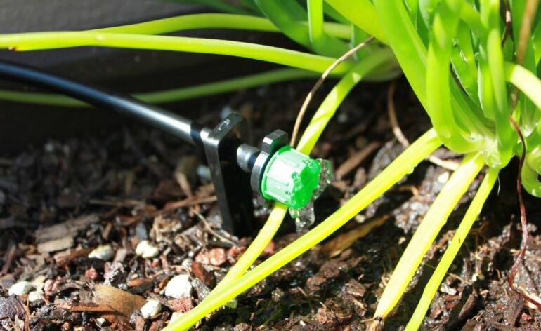 close up of a drip irrigation head next to the roots of a plant.