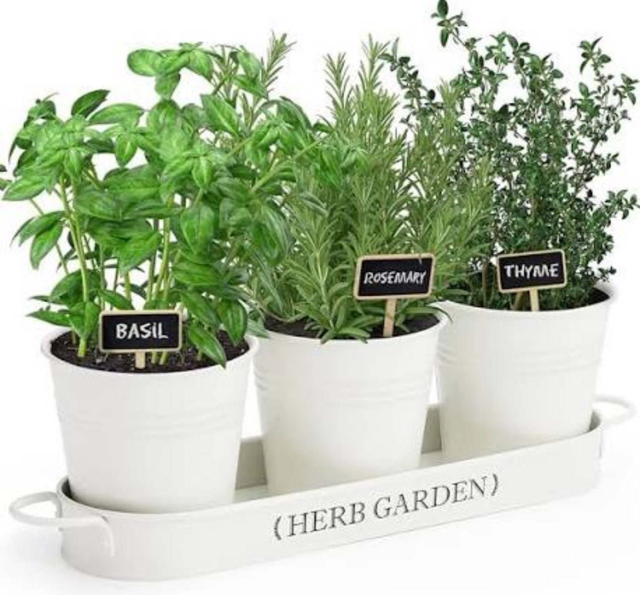 Basil, rosemary, and thyme plants in white pots arranged in a small indoor herb garden