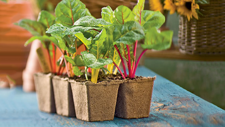 Biodegradable cowpots with newly sprouting lettuce plants resting on a workbench.