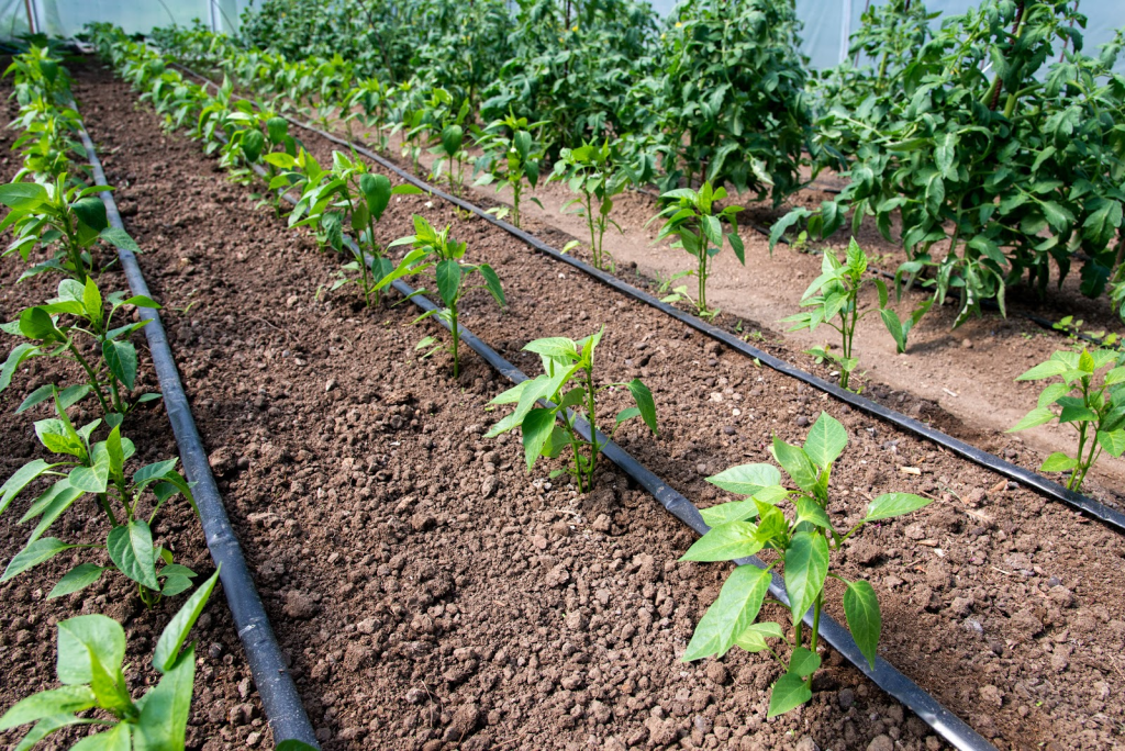 Drip irrigation lines set alongside rows of plants in a garden.