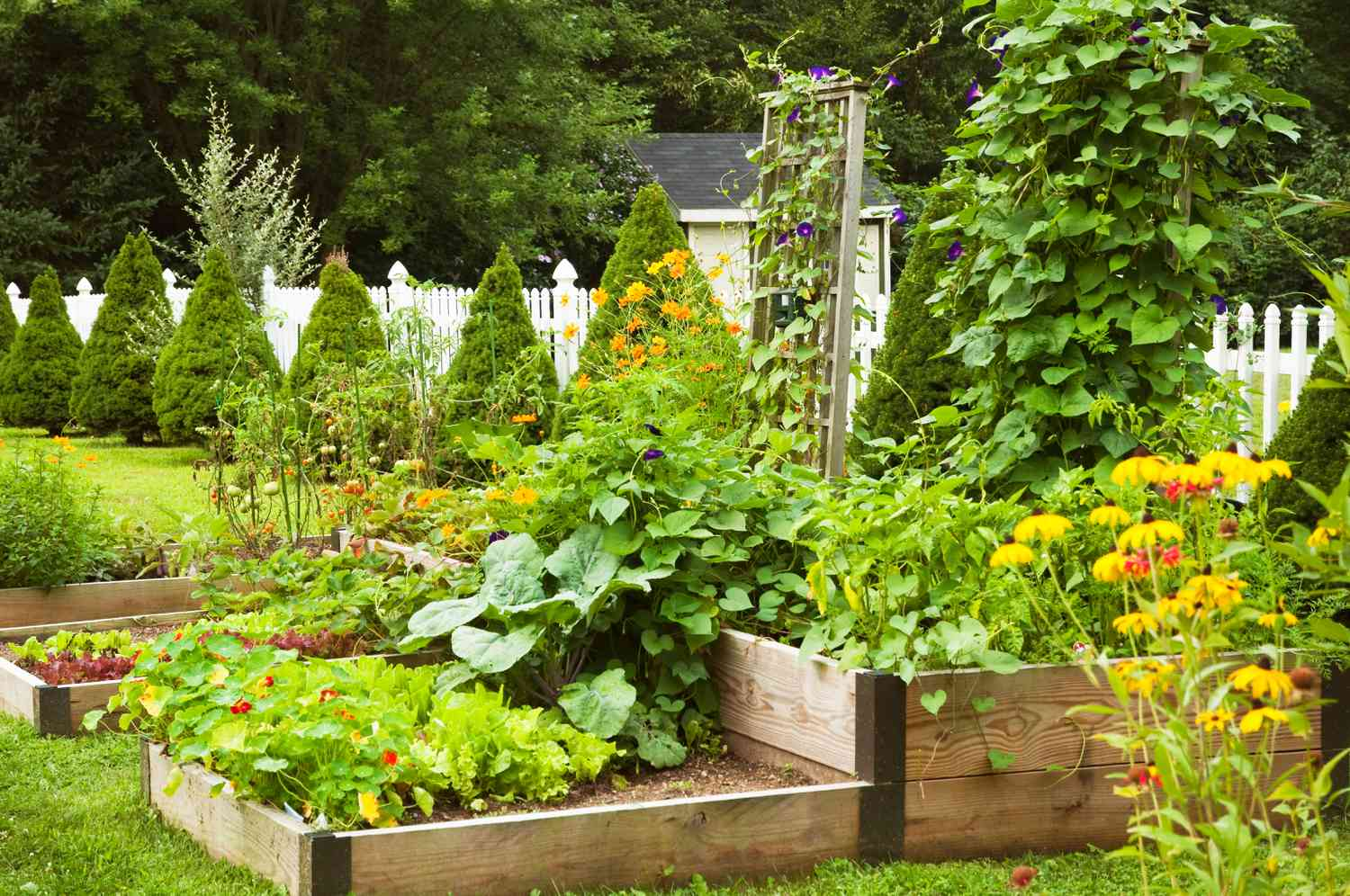 A large yard with multiple raised planters and plants brimming out of their containers.