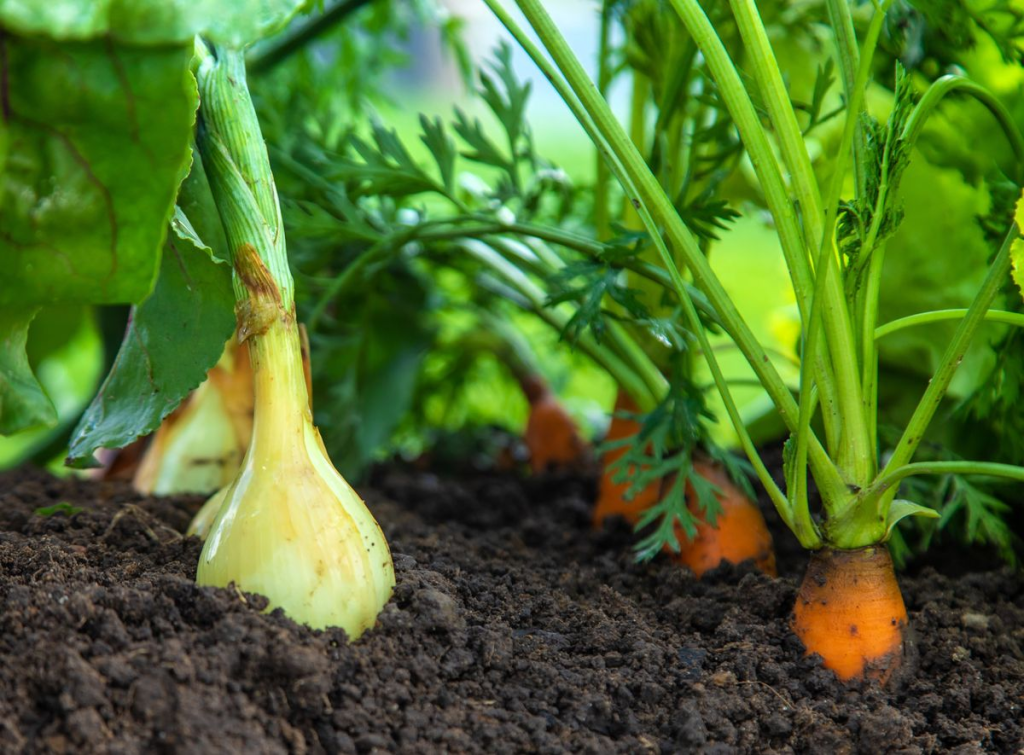 Close up of carrots planted next to onions.