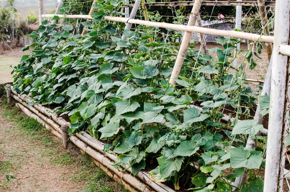 Vertical gardens with cucumbers on a trellis help save space