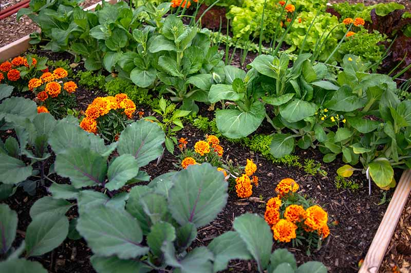Marigolds and veggies together in a plot.