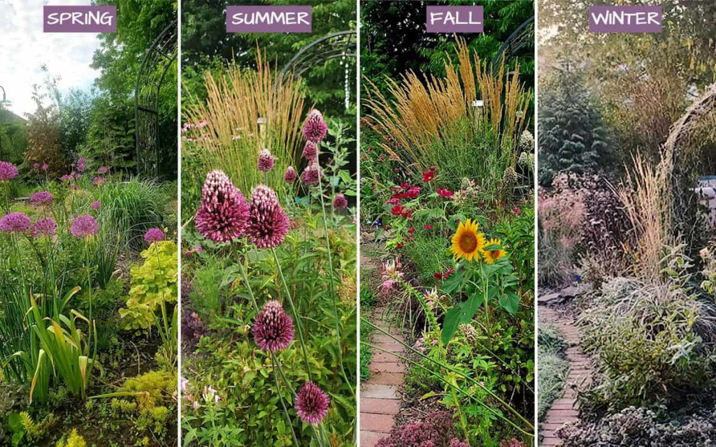 A collage showing the plant changes of a section of a garden during Spring, Summer, Fall, and Winter.