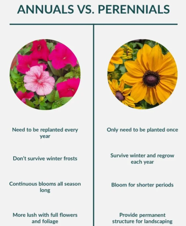 A table showing the differences between annual and perennial plants.