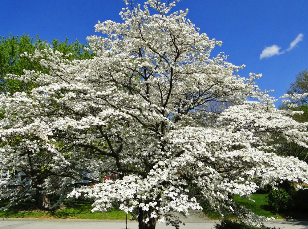 Flowering Dogwood tree creating a beautiful backdrop.