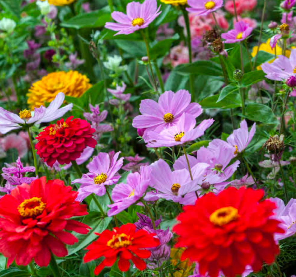 Summer flowers are always bright and colorful.