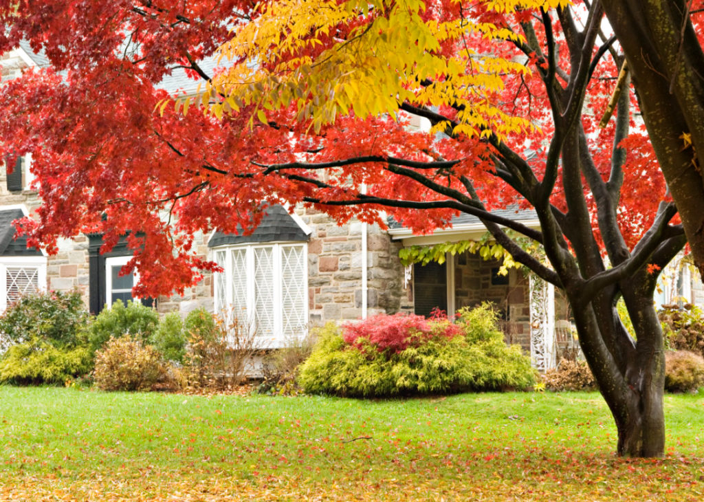 Beautiful fall colors exhibited by plants in a yard.