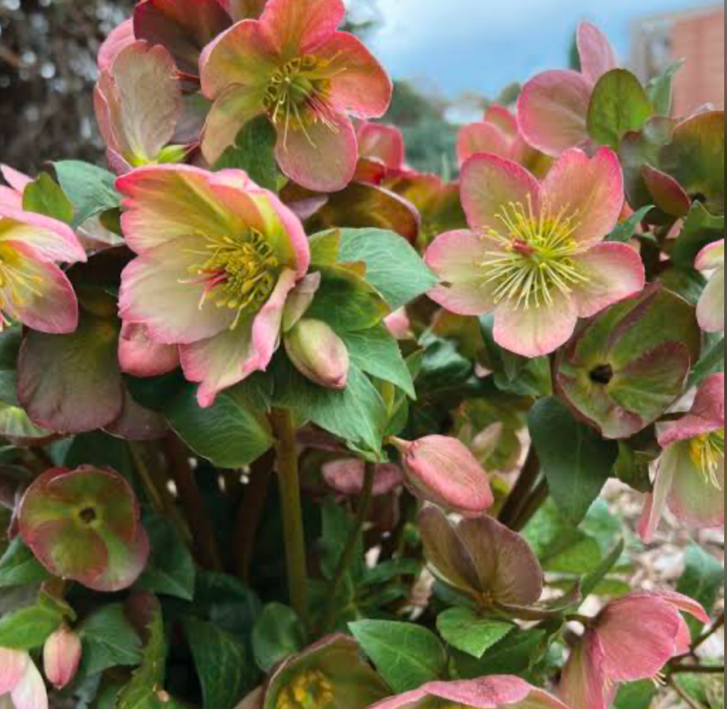 Hellebores infuse color to Winter Gardens
