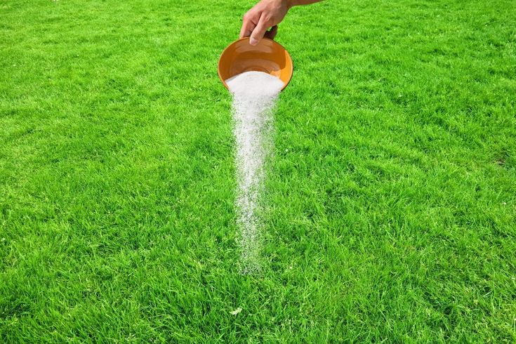 Salt being poured onto a lawn.