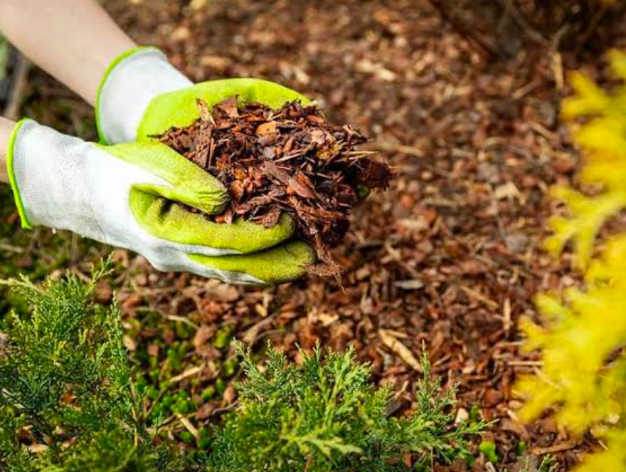 A gardener with a pile of mulch in both hands placing it in a garden.