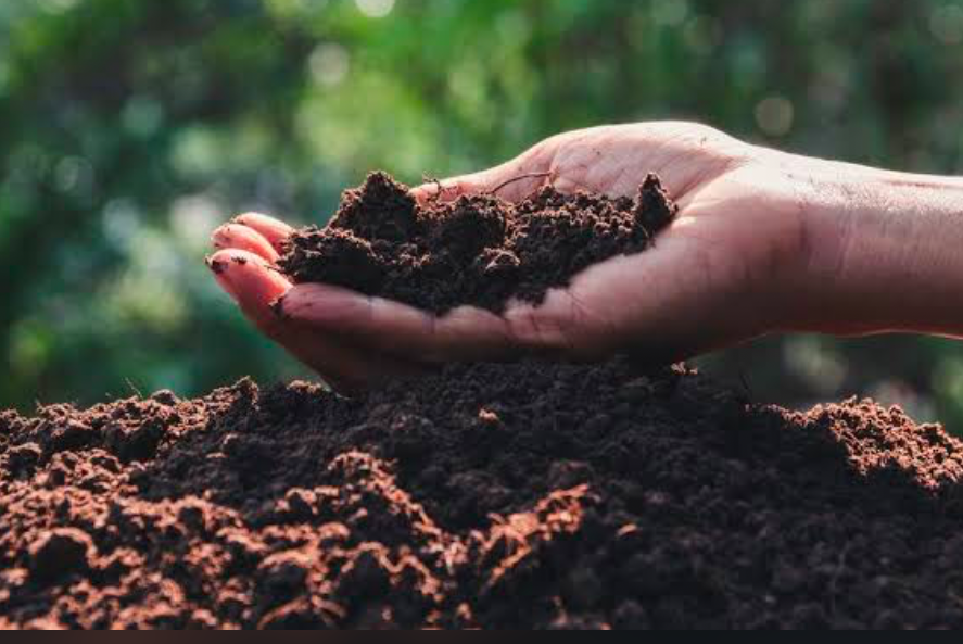 A gardener with a small pile of soil in their hand above a larger pile on the ground.