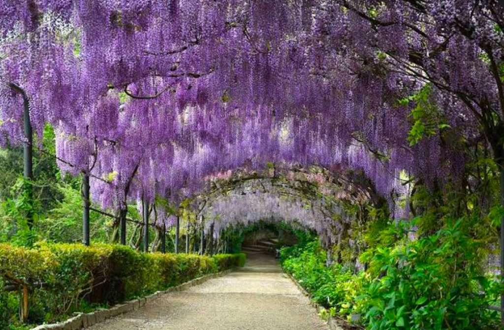 A blooming purple archway above a path.