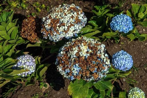 Hot weather burning a plant's bloom.