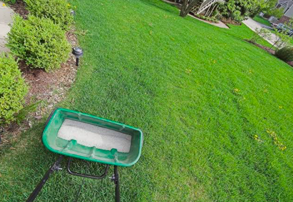 A lush lawn with a spreader filled with fertilizer being used.