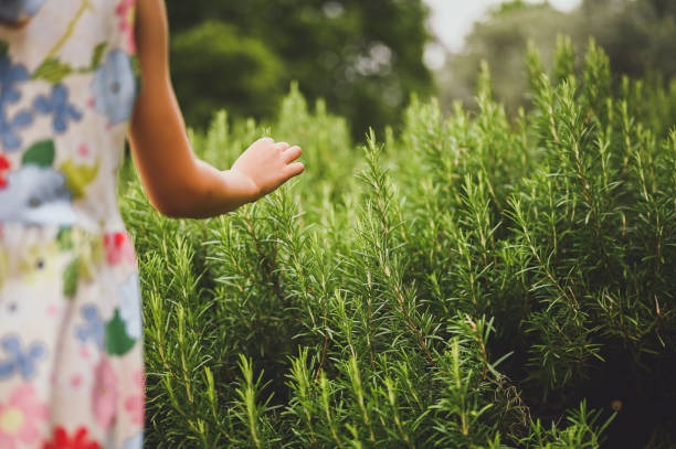 Person walking through a rosemary herb garden, touching fresh green plants in sunlight