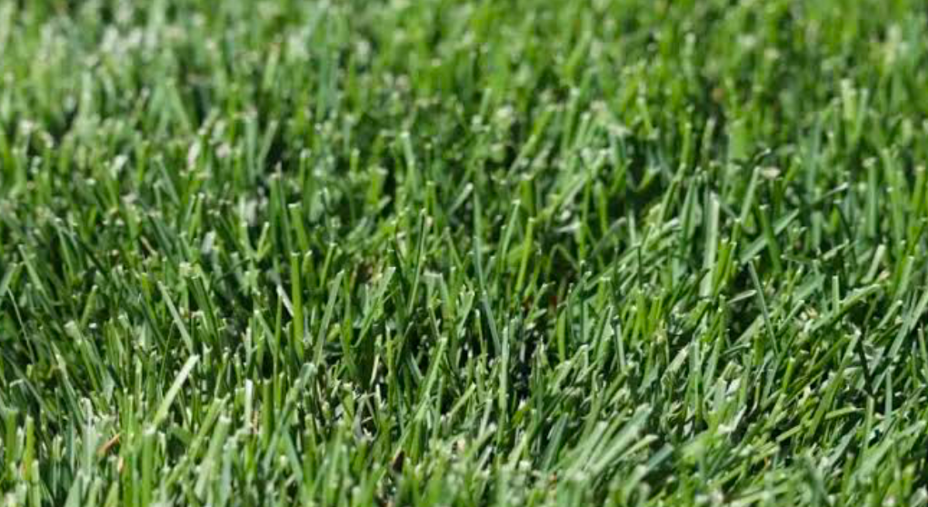 Kentucky Bluegrass closeup.