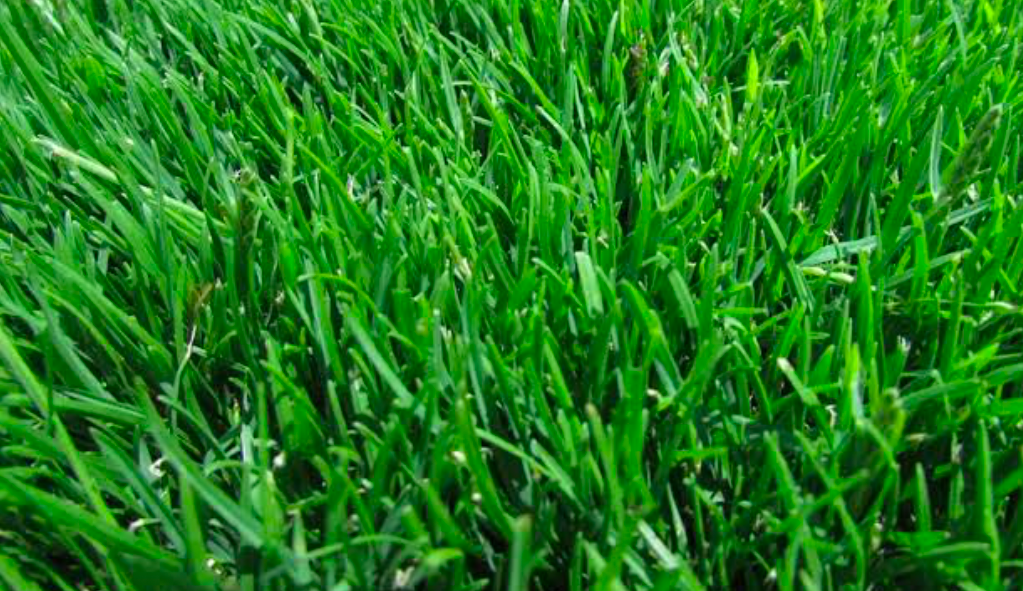 Closeup of Zoysia.