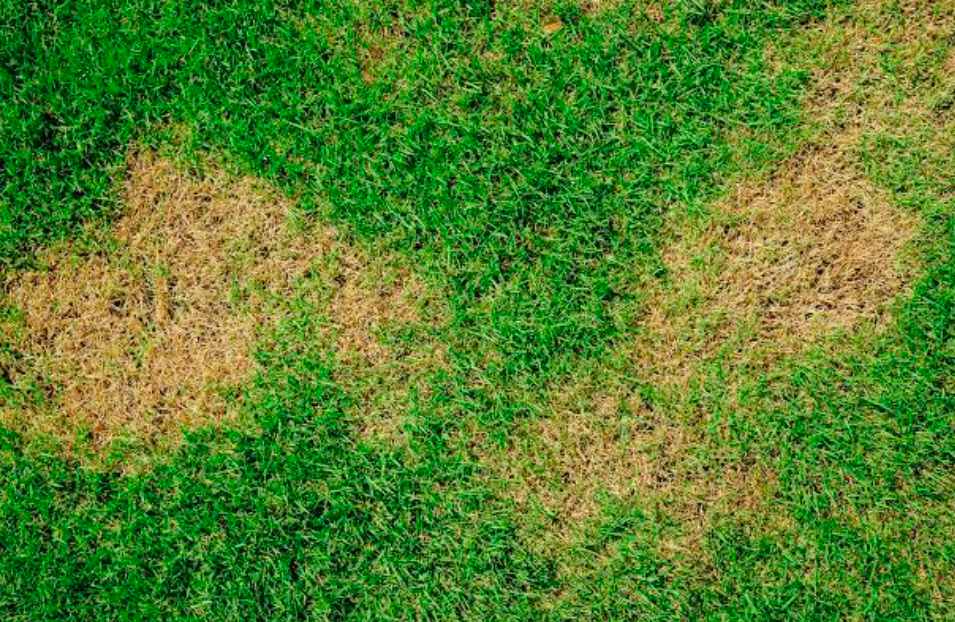 A patchy burnt from above show of damaged lawn.