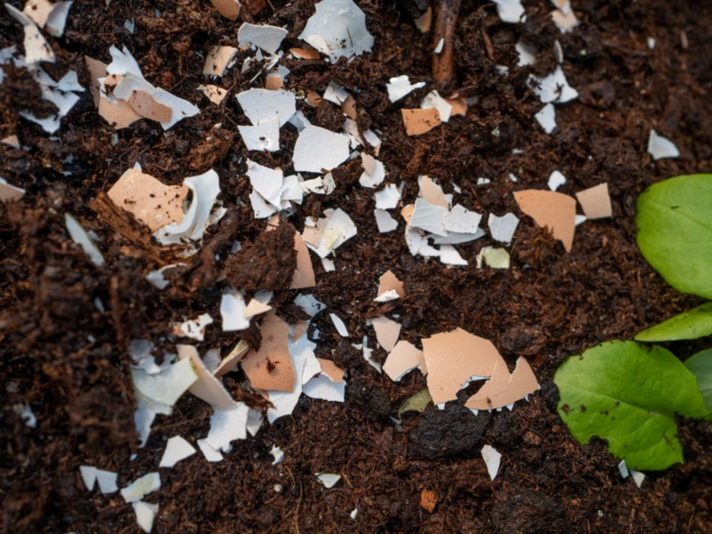 Coffee grounds and eggshells being mixed to make organic compost
