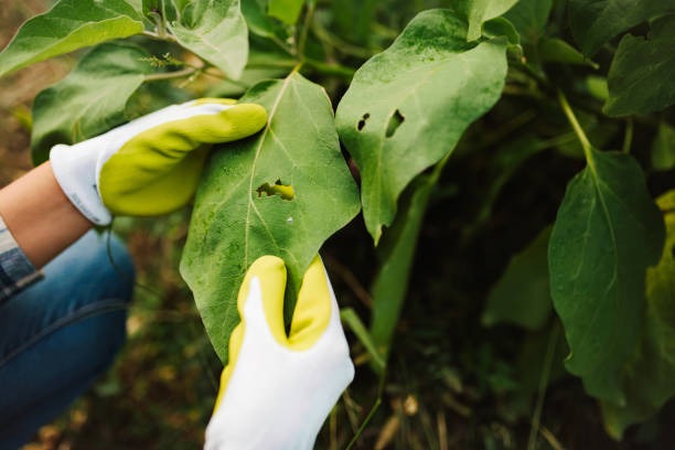 Gardener inspecting plant leaves for pests and insect damage in vegetable garden