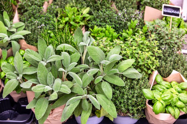 Assorted potted herbs including sage, thyme, basil, and oregano on display