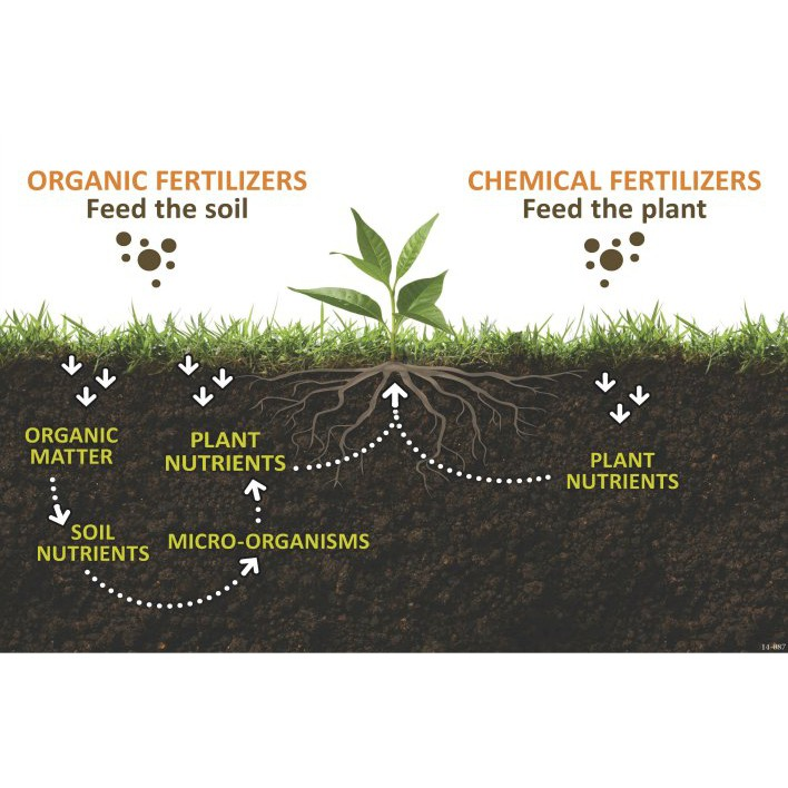 An illustration showing the differences between organic and synthetic fertilizers