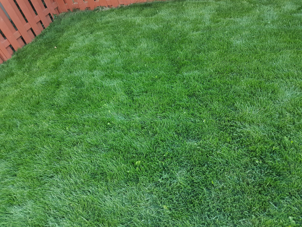 Lush green grass in a yard.