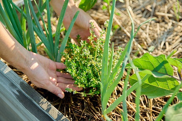 Hands harvesting fresh herbs and green onions from a backyard garden bed