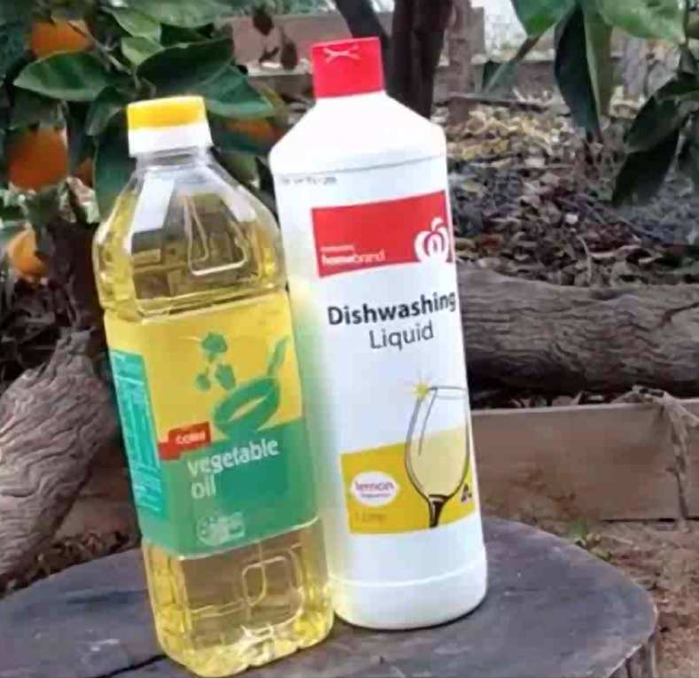 Vegetable Oil and Dishwashing Liquid next to each other on a stump in a garden.